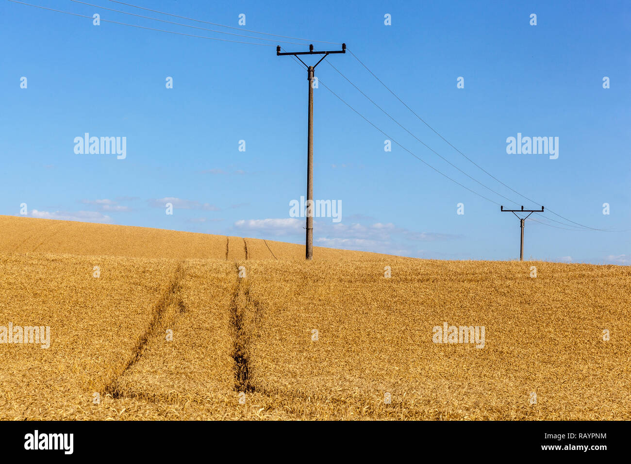 Moravia meridionale in campagna, Golden campo di grano con rurale linee di potenza pilone, paesaggio, Repubblica Ceca Europa Foto Stock