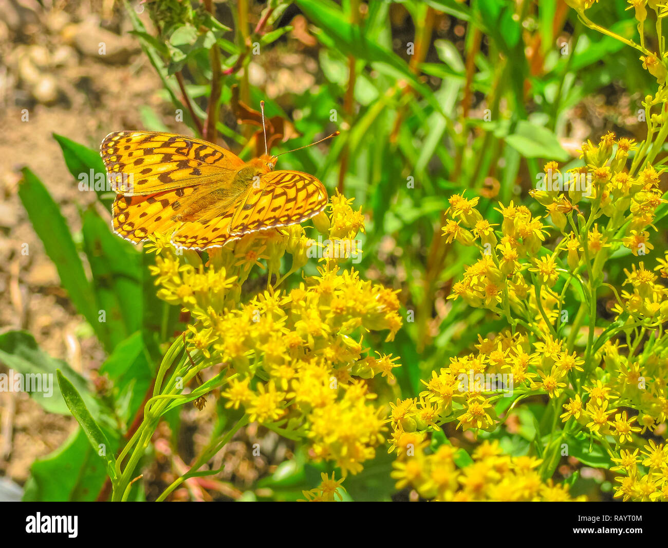 Arancio e giallo butterfly: Speyeria Coronis o Coronis Fritillary, della famiglia Nymphalidae. Sul campo dei fiori di Teton County in Wyoming, Stati Uniti. Nord America nella stagione estiva. Foto Stock