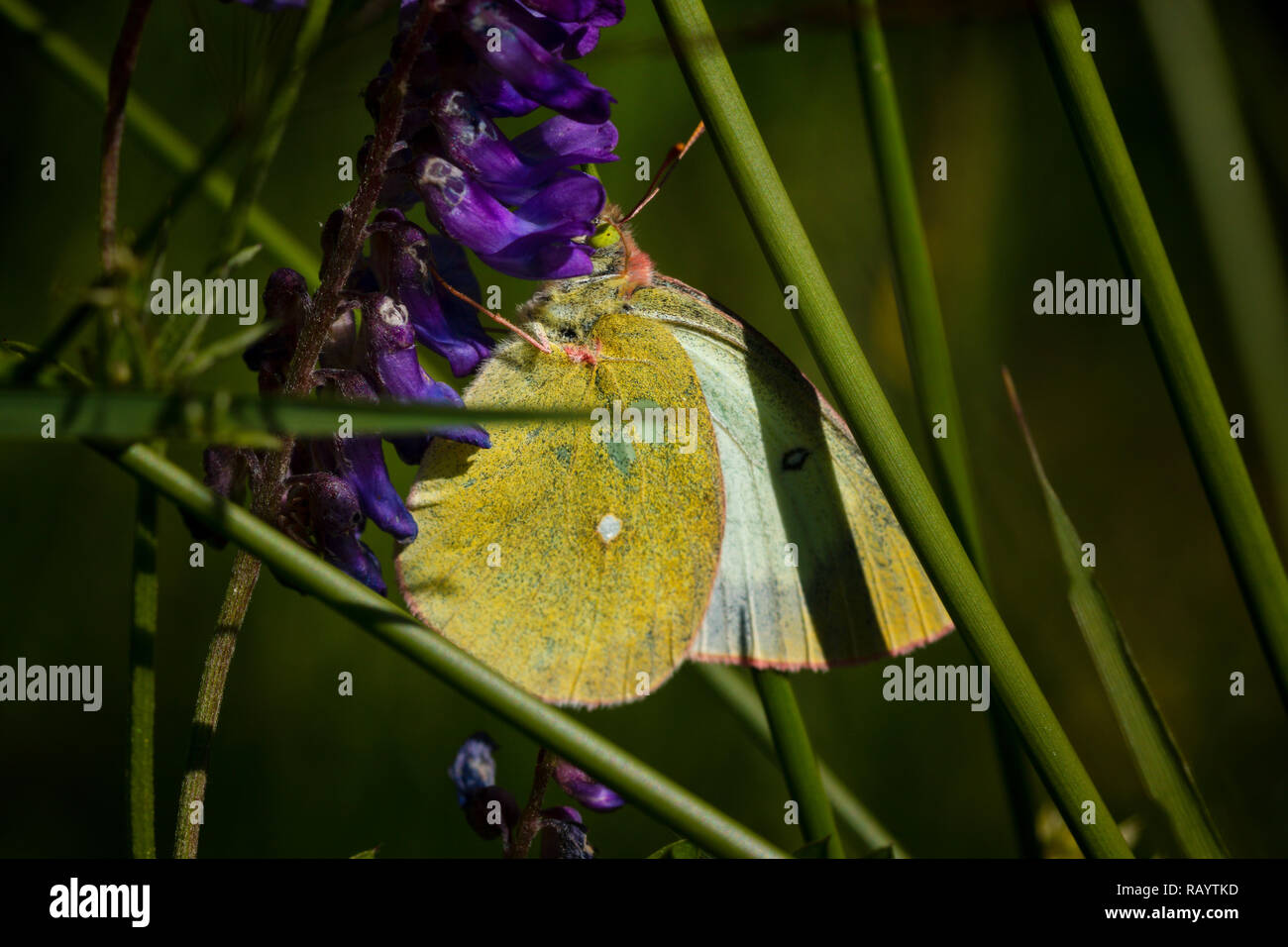 Farfalla sulla pianta in estate il sole Foto Stock