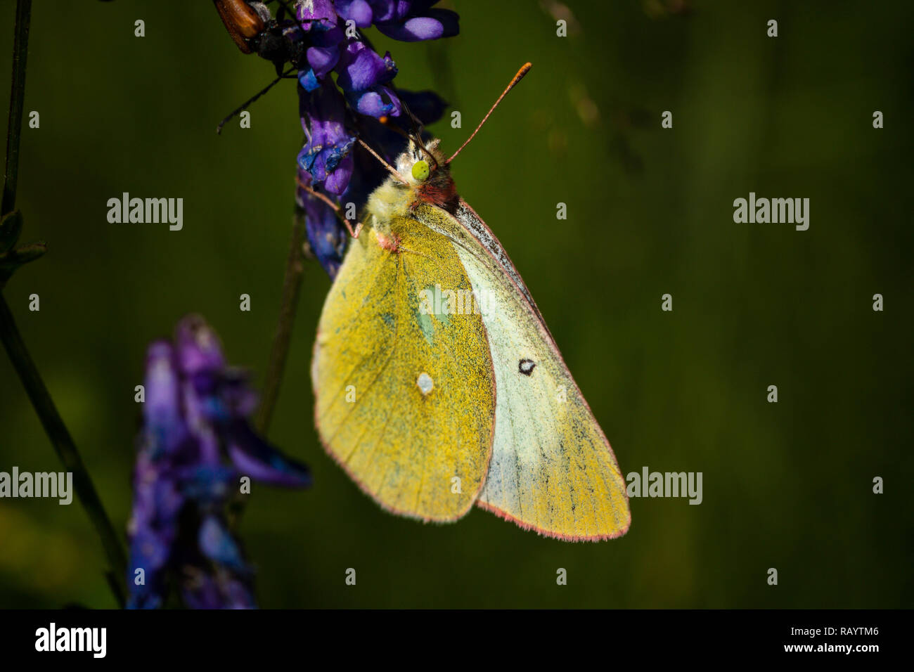 Farfalla sulla pianta in estate il sole Foto Stock
