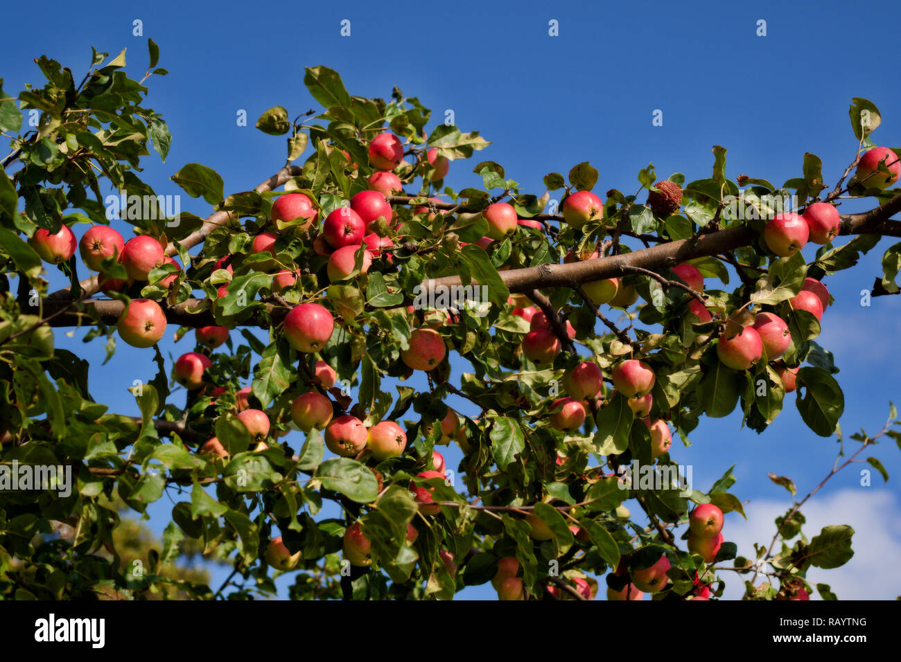 Wild mature mele rosse in autunno Foto Stock