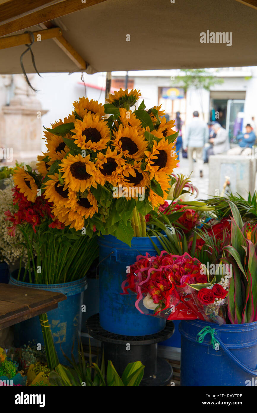 Ecuador Cuenca, Nov 2018 - la benna di girasoli per la vendita nel mercato dei fiori in Cuenca città vecchia Foto Stock