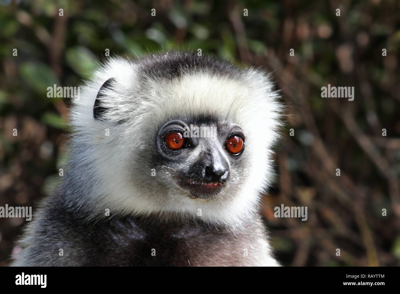 Artistico lateralmente colorato ritratto di lemure ballerino, il Eulemur,  Andasibe, Madagascar Foto stock - Alamy