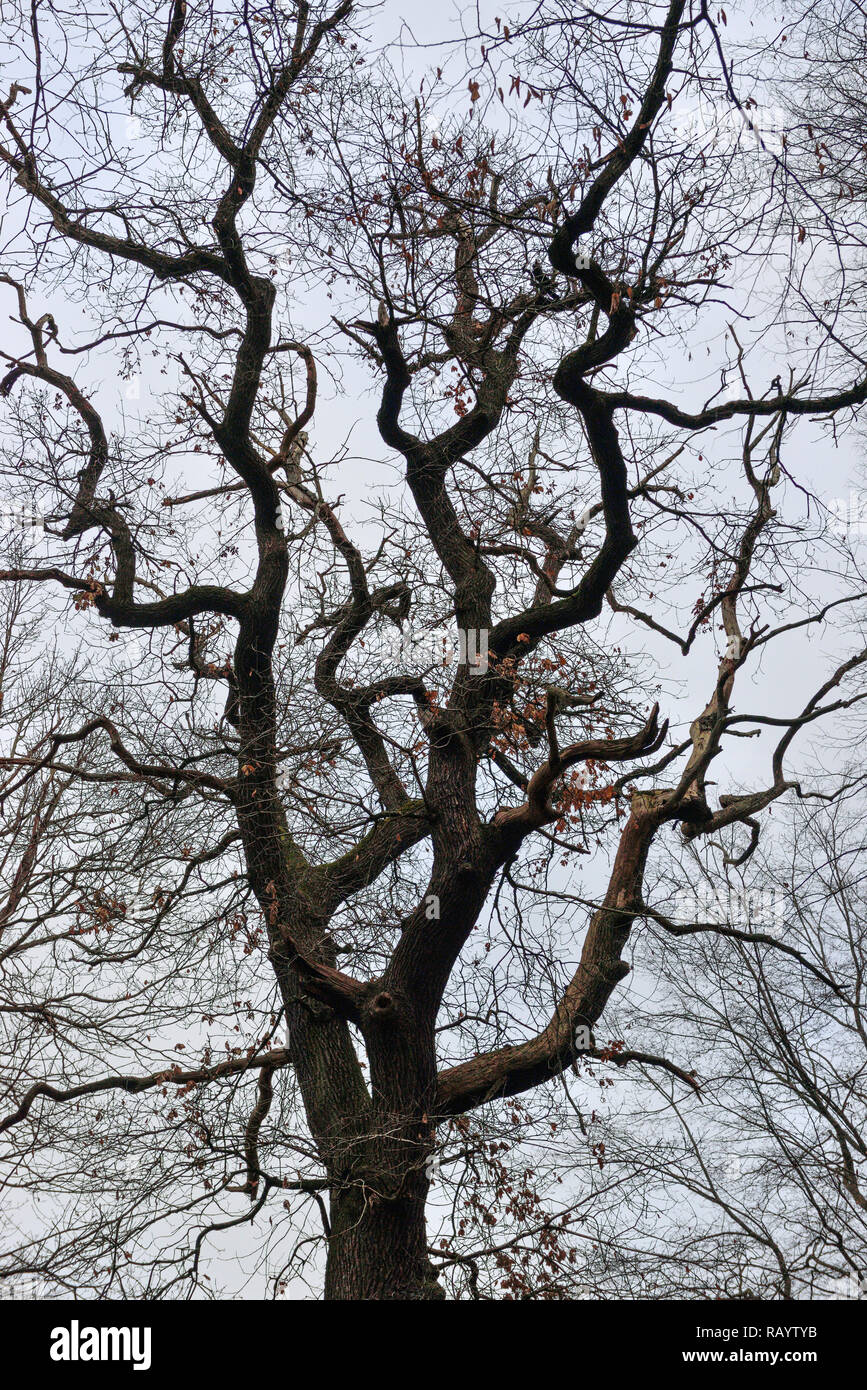 Tree Top molto di una vecchia quercia in Hambacher Forst in inverno. Il Hambacher Forst è una vecchia foresta naturale. Foto Stock
