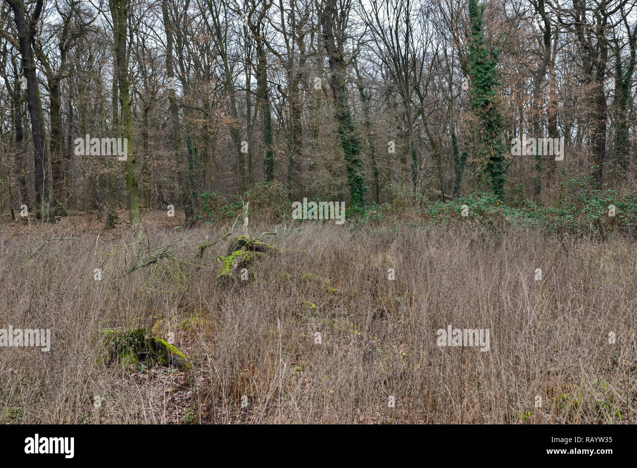 Vista di Hambacher Forst, una vecchia foresta naturale, che diventa un simbolo polular nella lotta contro il riscaldamento globale. Foto Stock