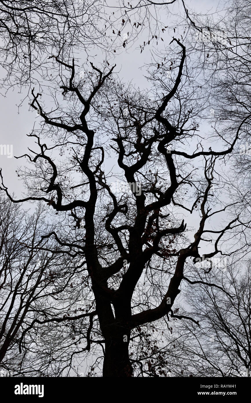 Silhouette della struttura corona di un vecchio albero di quercia in Hambacher Forst in inverno. Il Hambacher Forst è noto awell vecchia foresta naturale. Foto Stock