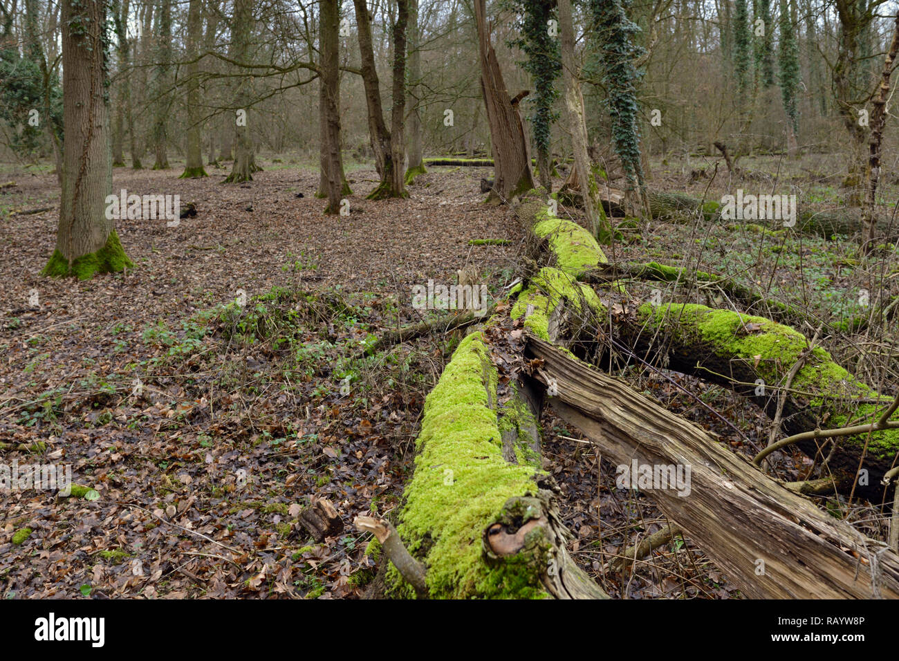 Vista di Hambacher Forst, una vecchia foresta naturale, che diventa un simbolo popolare nella lotta contro il riscaldamento globale (cancellazione per superficie di lignite miniera) Foto Stock