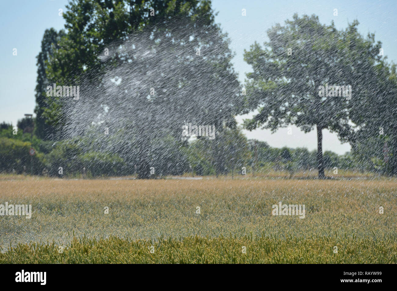 Irrigazione di spruzzatore macchina la spruzzatura di acqua su terreni agricoli nel corso di un periodo di siccità estate, irrigazione di un campo di grano e calda estate 2018. Foto Stock