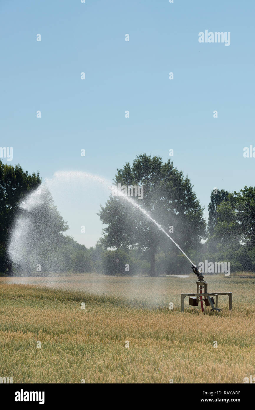 Portable irrigazione di spruzzatore macchina la spruzzatura di acqua su terreni agricoli nel corso di un periodo di siccità estate estate calda e secca 2018, l'Europa. Foto Stock