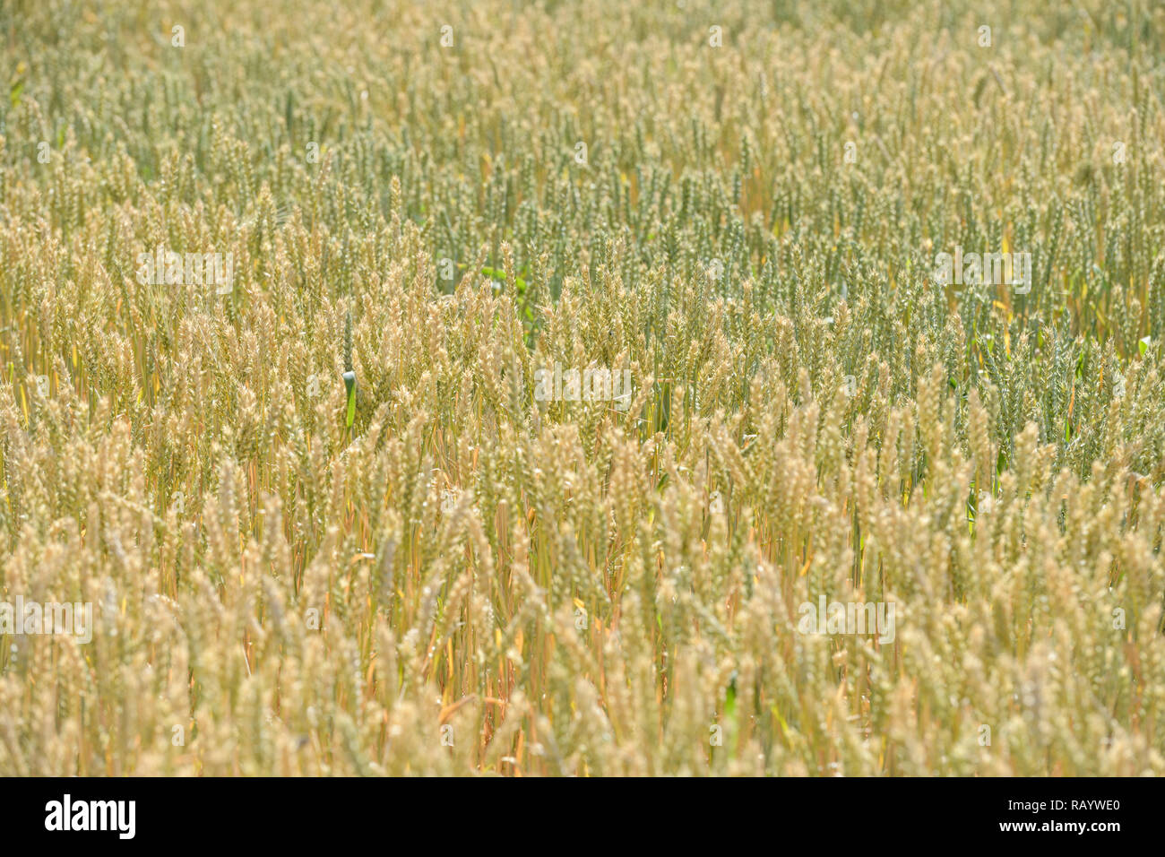 Colori dell'estate, giallo brillante color verde spighe di grano su di un campo di grano, shot dettagliati. Foto Stock