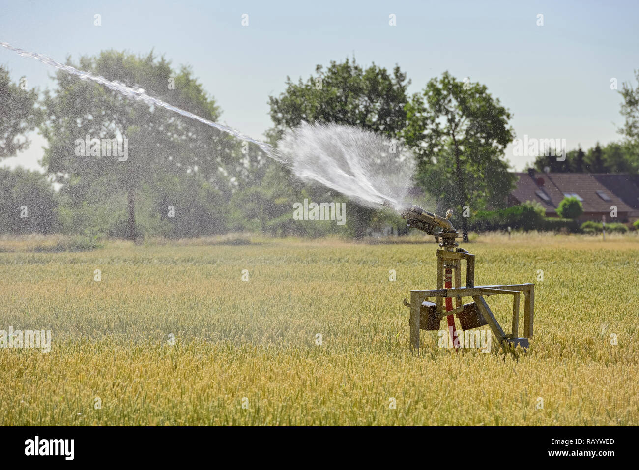 Portable irrigazione di spruzzatore macchina la spruzzatura di acqua su terreni agricoli nel corso di un periodo di siccità estate estate calda e secca 2018, l'Europa. Foto Stock
