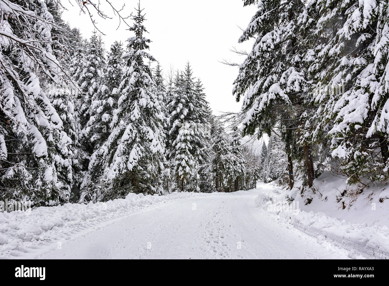 Paesaggio invernale - bianco e strada innevata tra gli alberi in una foresta profonda Foto Stock