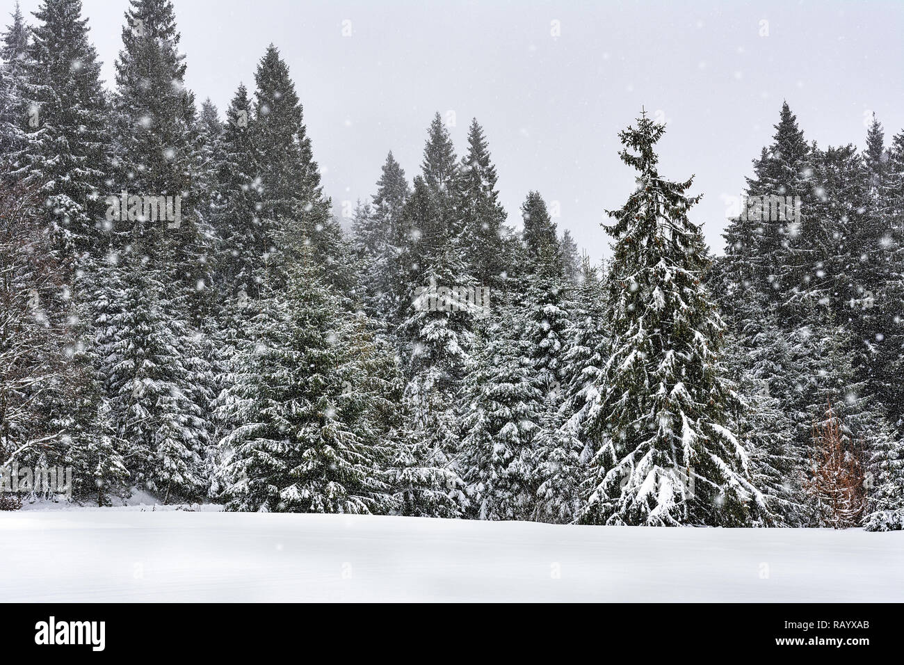 Incantevole paesaggio invernale - nevicate in una foresta di montagna Foto Stock