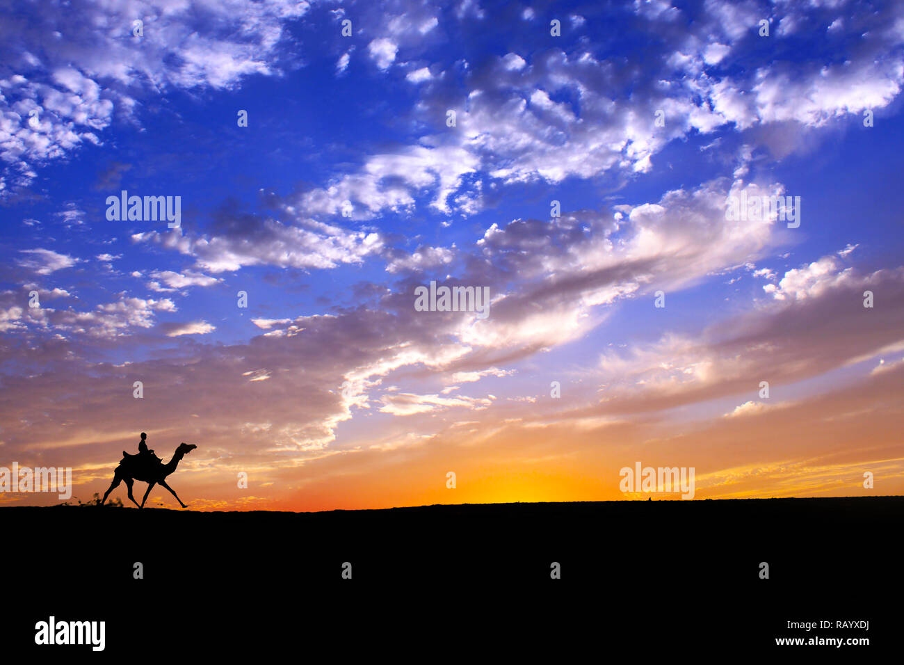La gente ride Camel in esecuzione attraverso il deserto di Thar in India, mostrano silhouette e drammatico sky Foto Stock