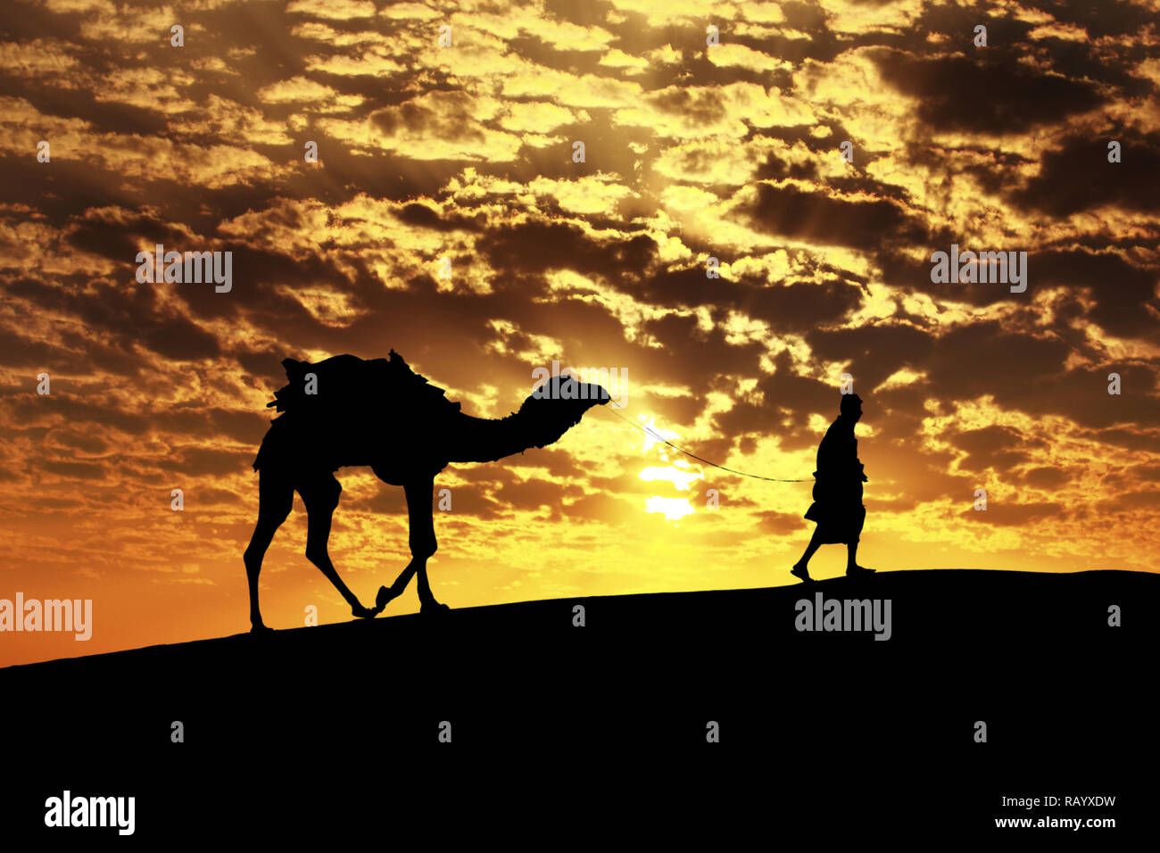 Camminare con il cammello attraverso il deserto di Thar in India, mostrano silhouette e drammatico sky Foto Stock