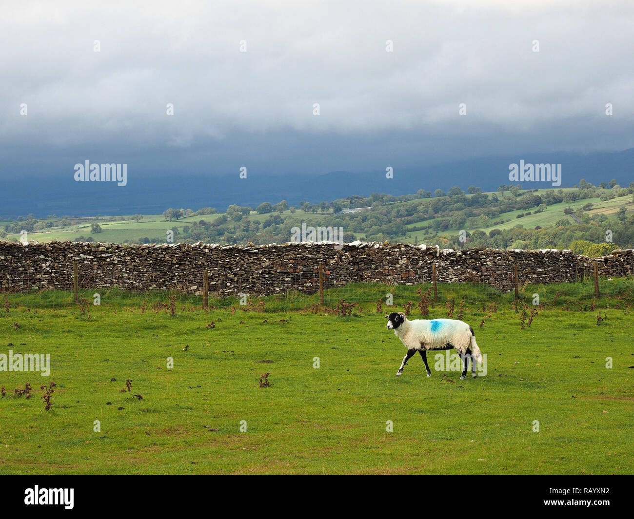 Il nero di fronte hill pecora nera con le gambe e il colorante blu di marcatura accanto a secco-muro di pietra con le nubi avvolgenti la Northern Pennines in Cumbria, England, Regno Unito Foto Stock
