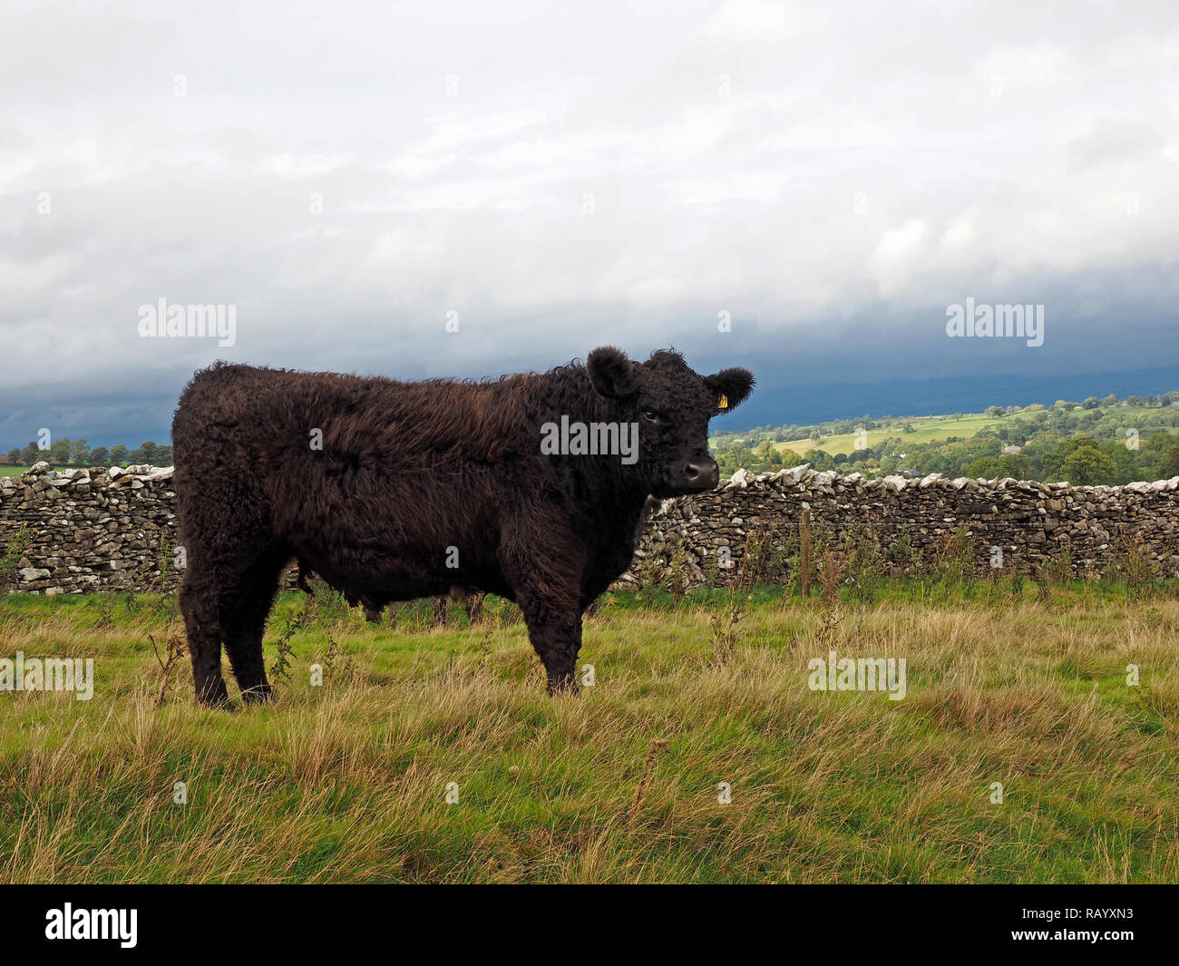 Giovanissimo gallese nero torello allevati per la carne bovina in piedi accanto a secco-muro di pietra con le nubi avvolgenti la Northern Pennines in Cumbria, England, Regno Unito Foto Stock