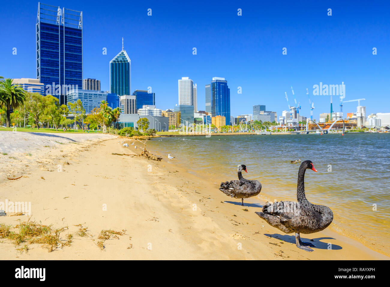 Coppia di cigni neri sul Fiume Swan nella baia di Perth. Sullo sfondo il centro di Perth con i suoi moderni grattacieli, Western Australia. Durante la stagione estiva in una bella giornata. Foto Stock