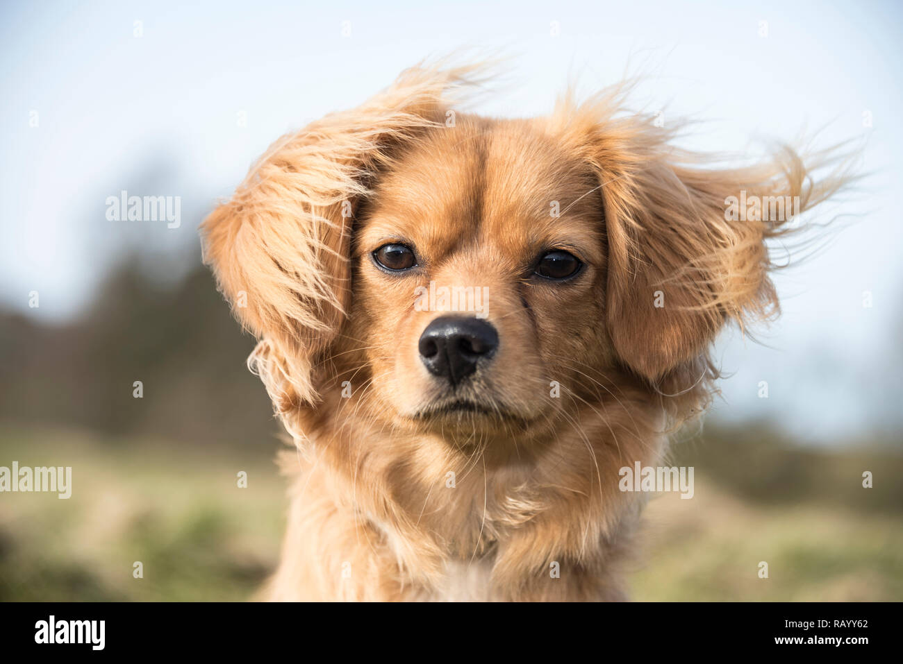 Cucciolo di Cavapom maschile (Pomerania attraversata da un Cavalier re Carlo Spiniel). Lyme Park, Stockport, Inghilterra. Foto Stock