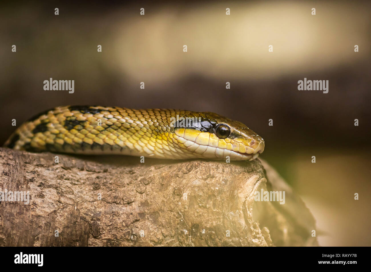 Una bellezza biacco Orthriophis taeniurus giace sul legno con la sua testa in alto Foto Stock