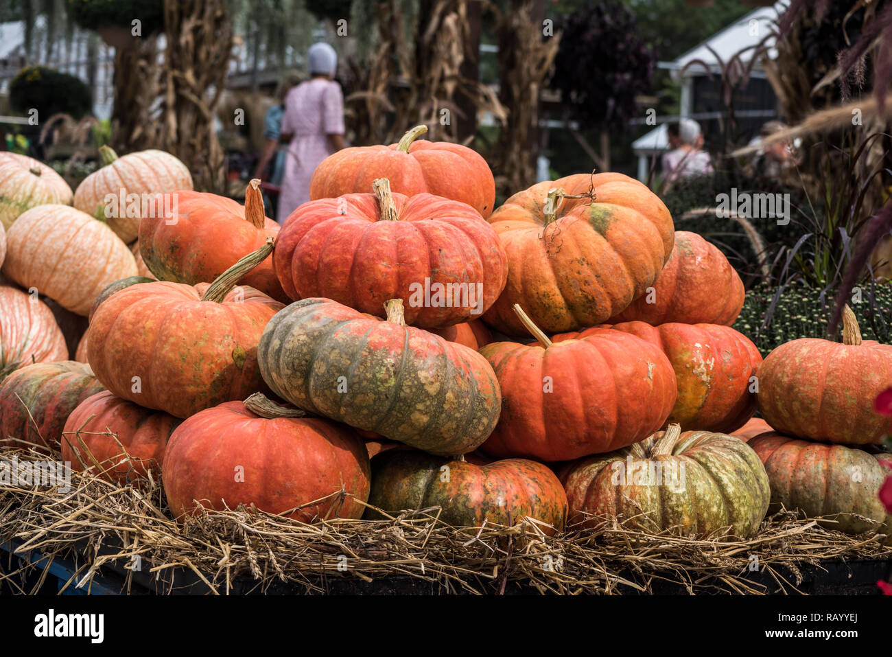 Zucche mercato per il giorno del Ringraziamento e Halloween Foto Stock