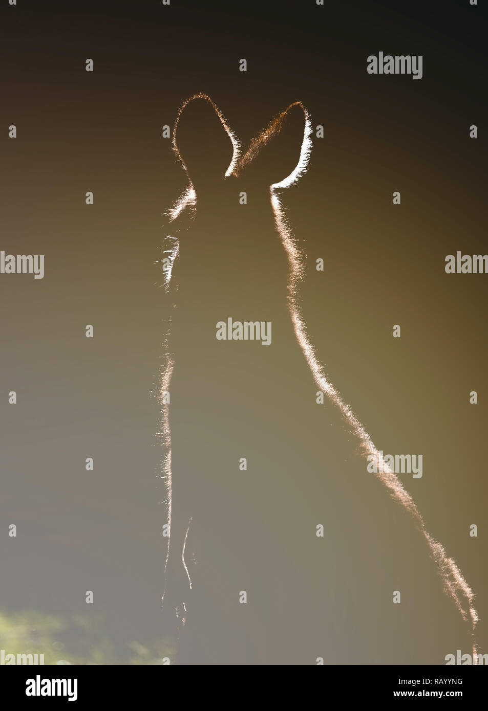 Kangaroo VI , Australia Foto Stock