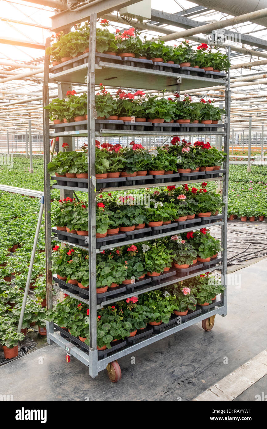 Carrello di fiori in una serra commerciale Foto Stock