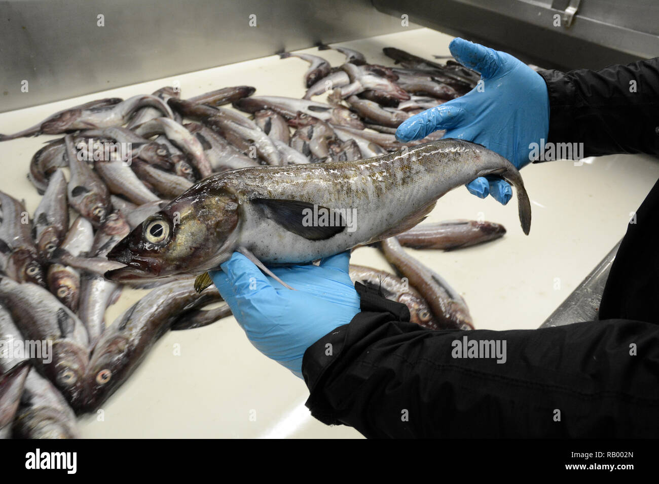 Il dipendente di una UniSea fish plant detiene un intero Alaska pollock pesce accanto a un nastro trasportatore, in porto olandese, Unalaska Isola, Alaska. Foto Stock
