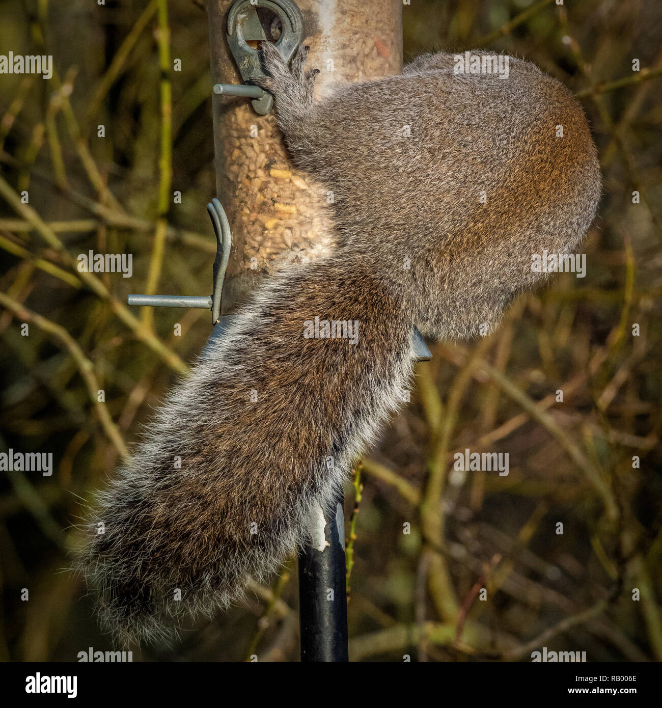 Scoiattolo grigio rubare da bird feeder in giardino Foto Stock