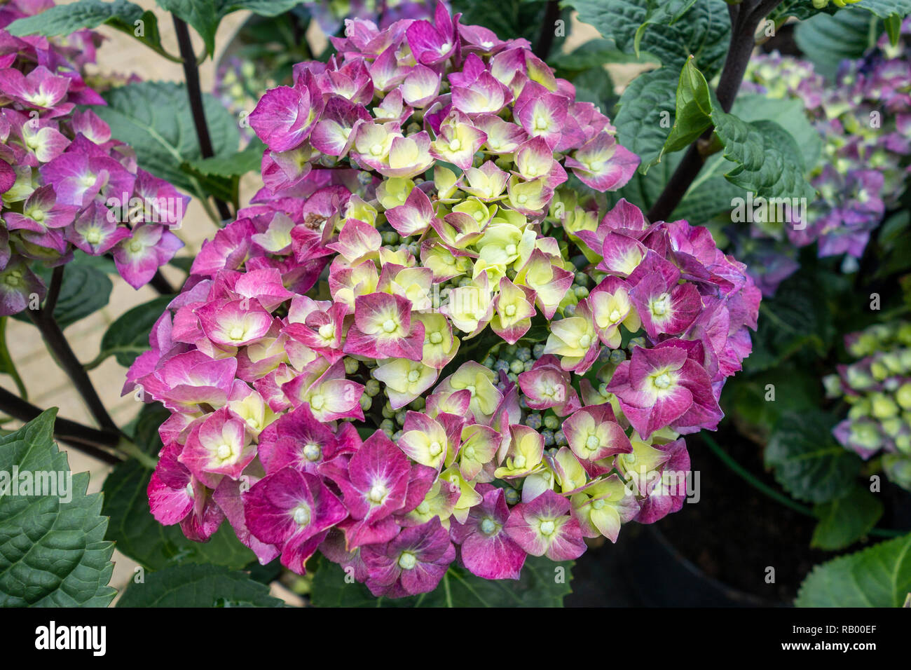 Close up Hydrangea macrophylla sfera blu acciaio nero fioritura Foto Stock