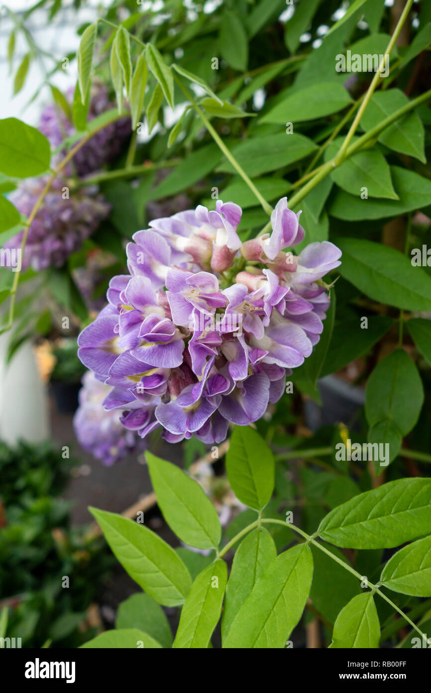 Primo piano di Wisteria frutescens - Cascate di Ametista fiorite in un giardino inglese, Inghilterra, Regno Unito Foto Stock