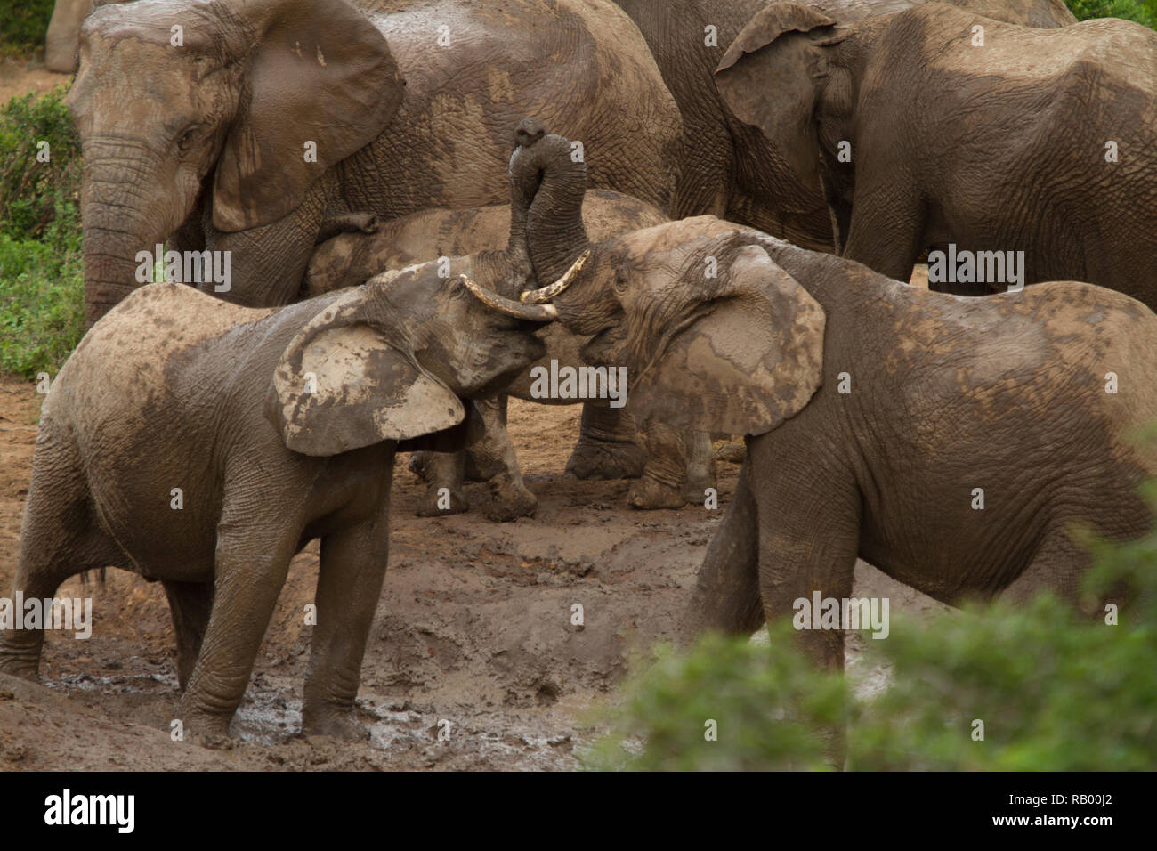 Due giovani elefanti play, Hapoor Dam, Addo Elephant National Park, Sud Africa Foto Stock