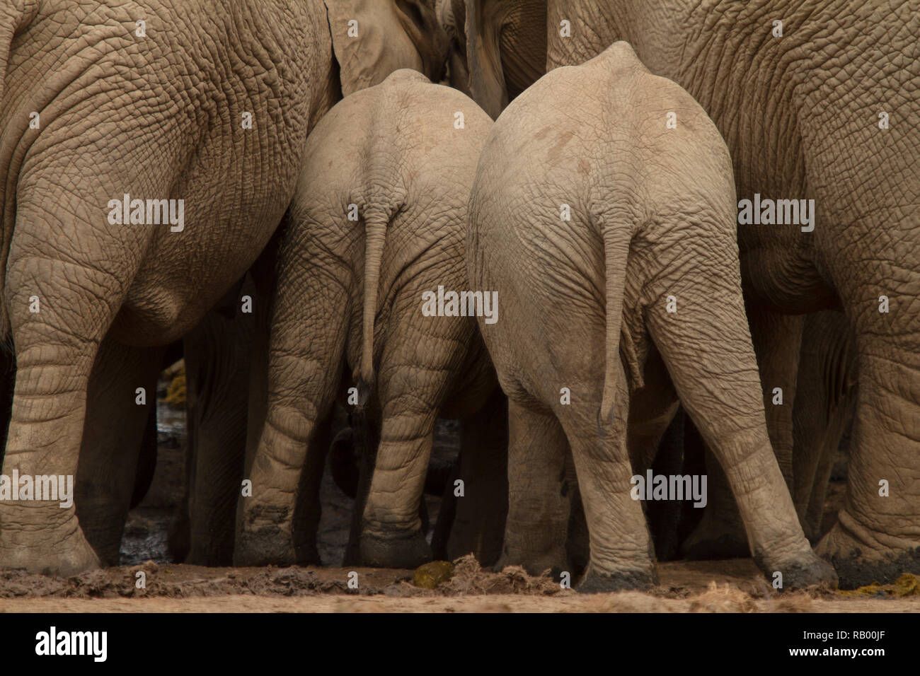 Due giovani elefanti squeeze in tra un branco di elefanti adulti, Addo Elephant National Park, Sud Africa Foto Stock