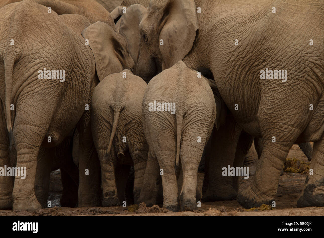 Due giovani elefanti squeeze in tra un branco di elefanti adulti, Addo Elephant National Park, Sud Africa Foto Stock