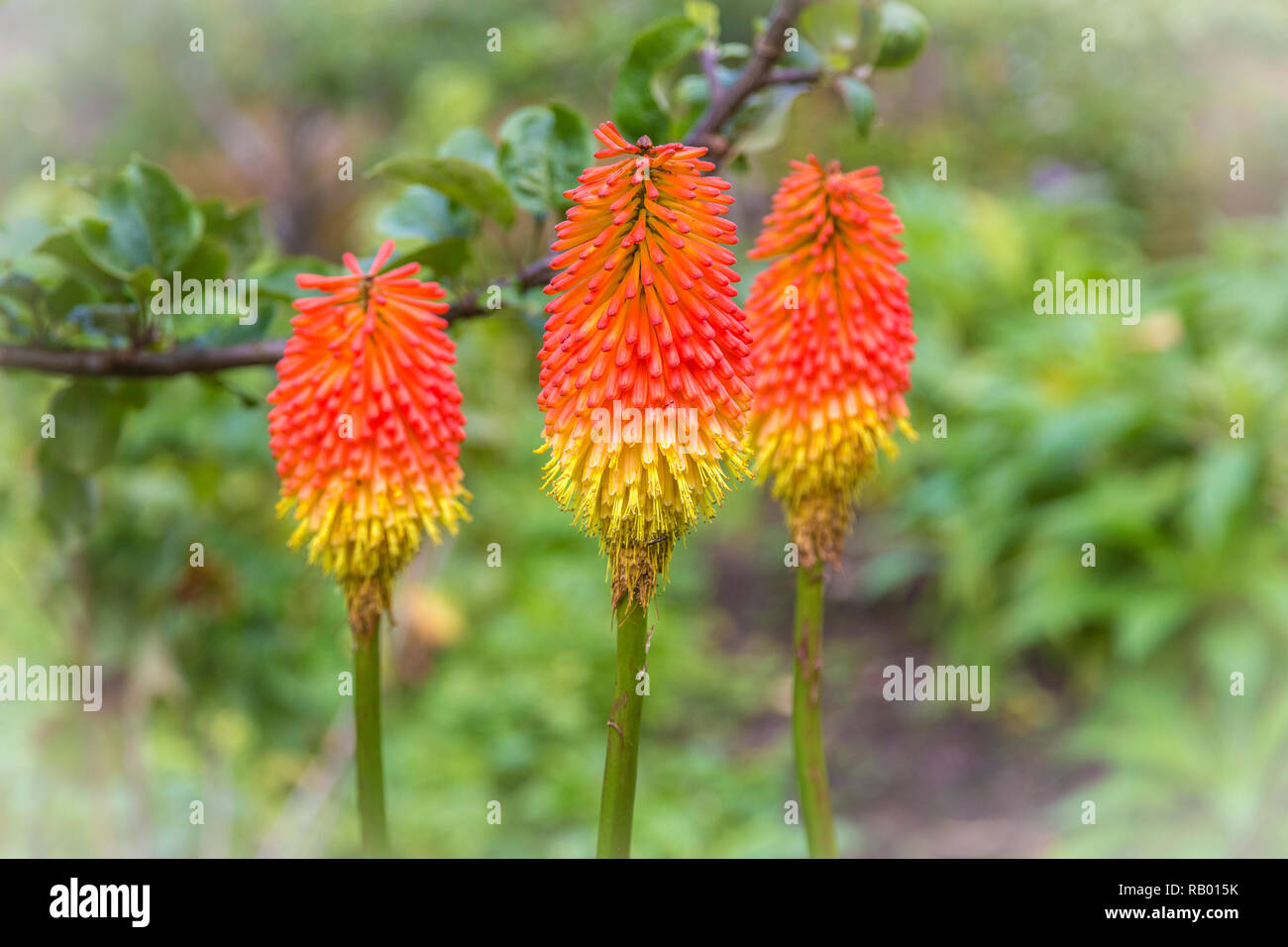 Fackellilie in einem irischen Garten Foto Stock