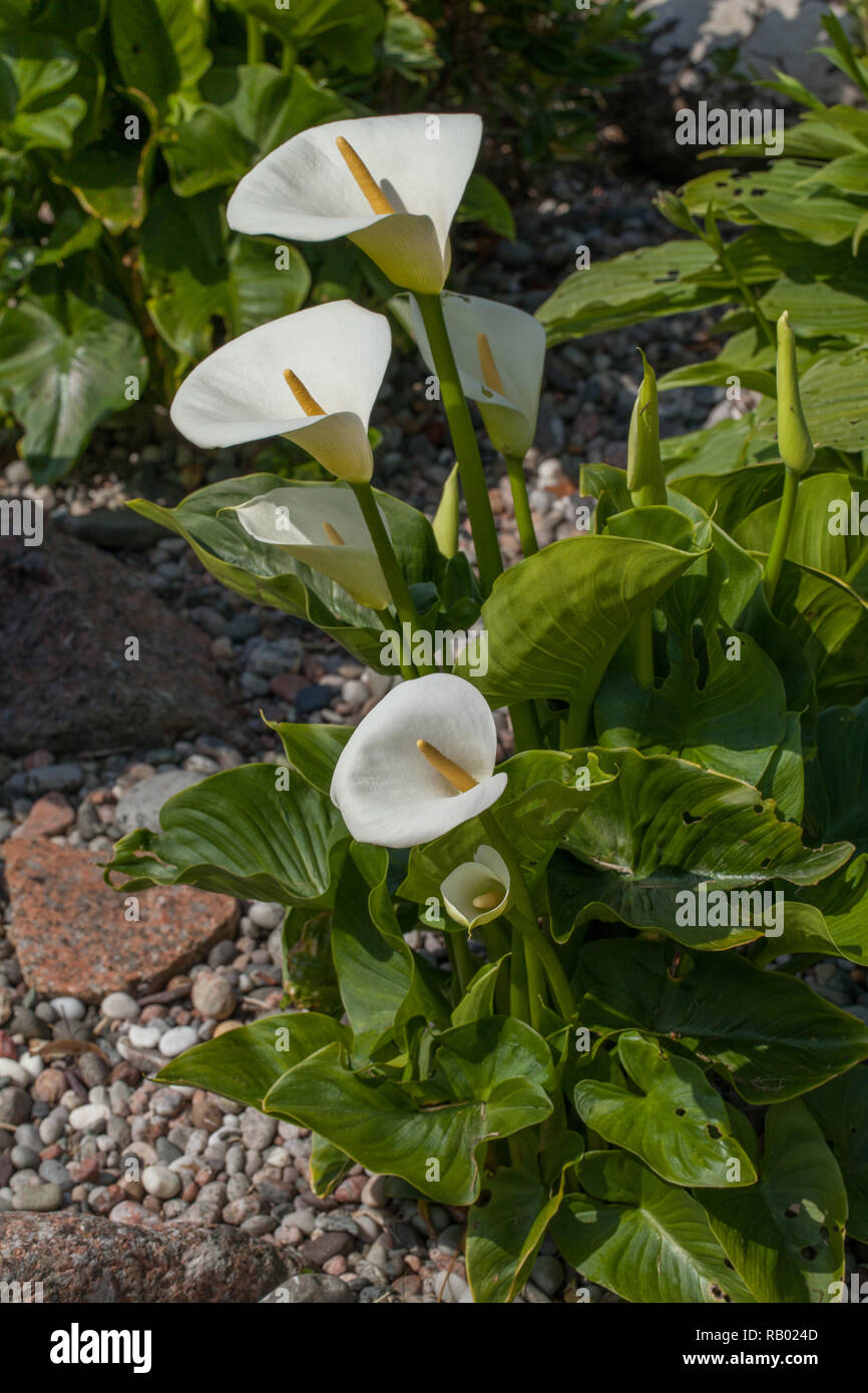 Arum Lily (Zantedeschia aethiopica). Foglie verdi, foglie e fiori di colore bianco. Casa del vescovo giardino, Isola di Iona. Ebridi Interne, West Coast Scotlan Foto Stock