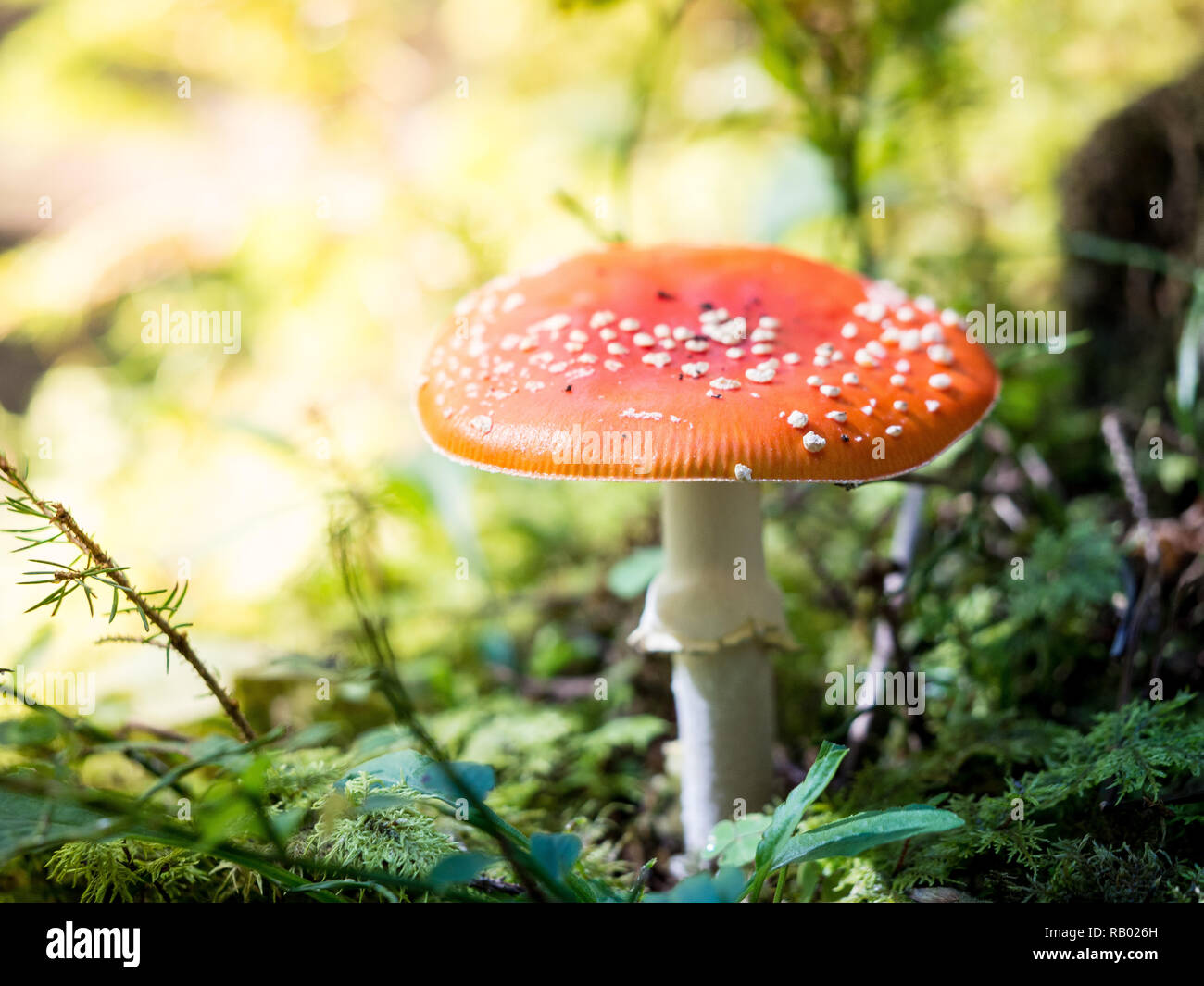 Amanita muscaria o fliegenpilz sotto il sole a una foresta Foto Stock