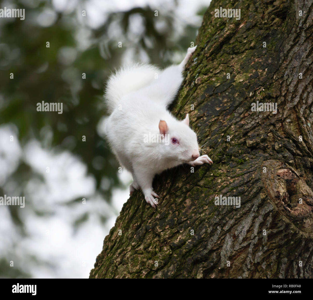 Albino scoiattolo grigio / Albino scoiattolo grigio Foto Stock