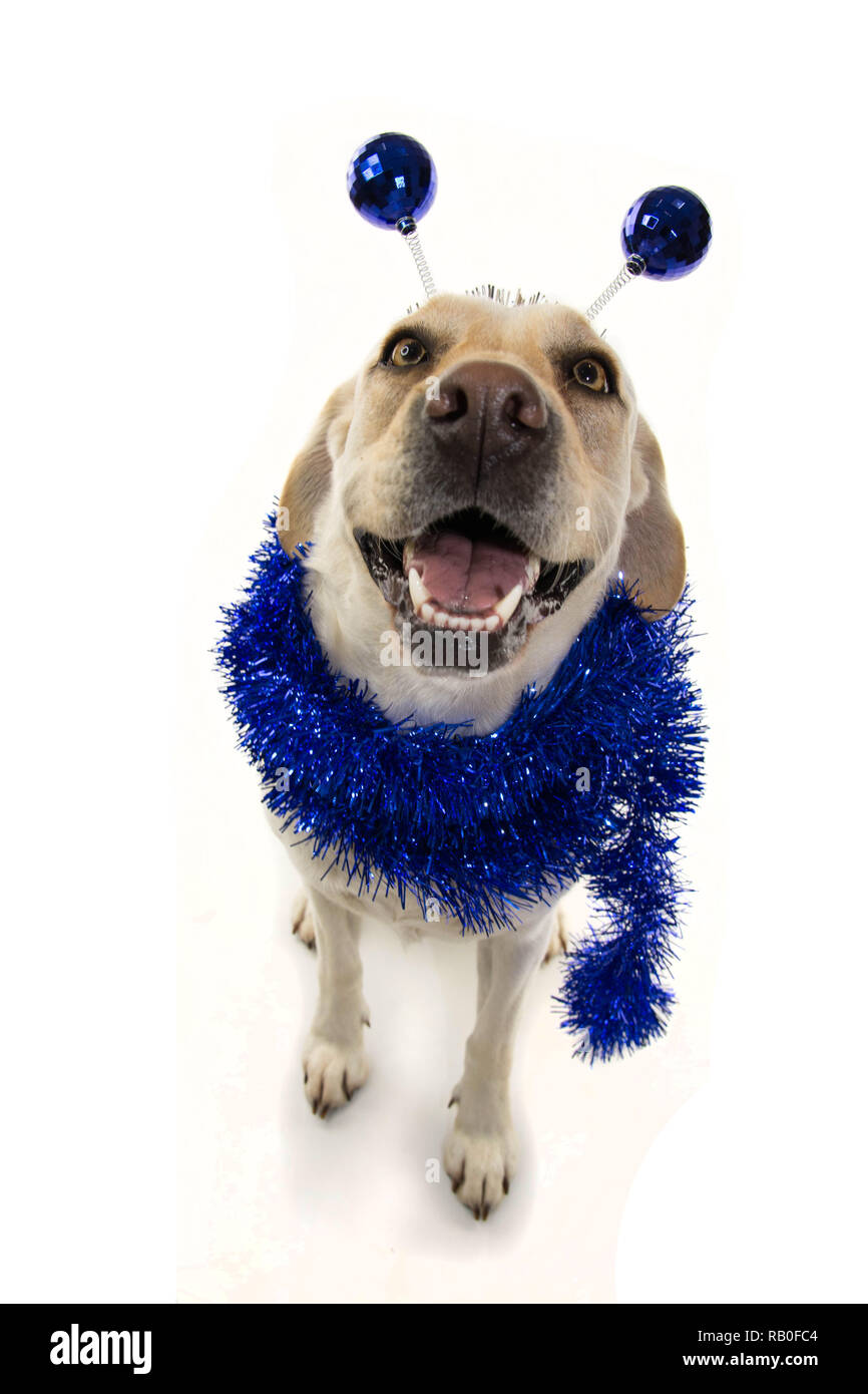 Divertente Festa del cane. Compleanno o ANNO NUOVO. Il Labrador con un archetto o diadema con discoteca blu BOPPERS a sfera come un estraneo e un TINSEL GARLAND.ISOLATO SHOT Foto Stock