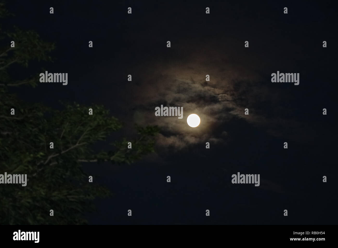 Luna piena nel cielo di notte, attraverso l'albero con le nuvole Foto Stock