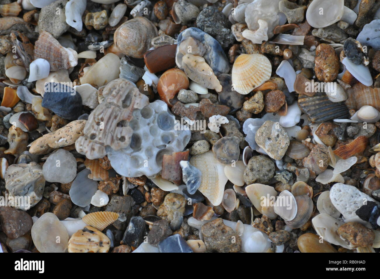 Bella Estate Macro conchiglie sulla spiaggia vicino al tramonto Topsail Beach North Carolina Foto Stock