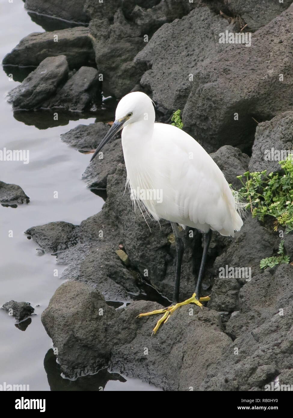 Close-up di un airone bianco in piedi sulle rocce al bordo del laghetto Shioiri, Giardini Hamarikyu, Tokyo, Giappone Foto Stock