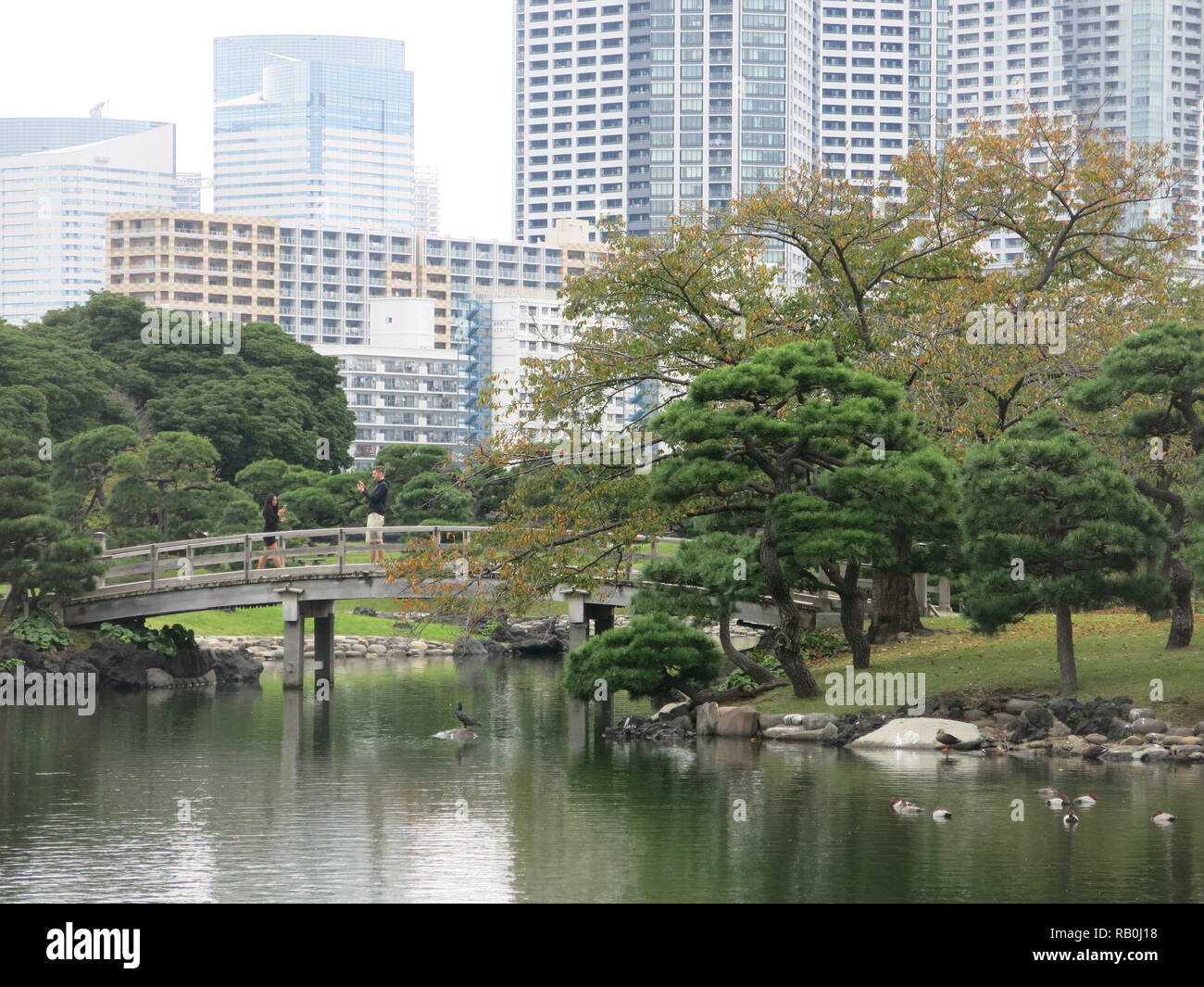 Sopraffatte da alte ufficio blocchi in Tokyo city centre, Hamarikyu Gardens è un verde parco pubblico con laghetto, 3 ponti, passerelle, teahouse e da alberi di pino. Foto Stock