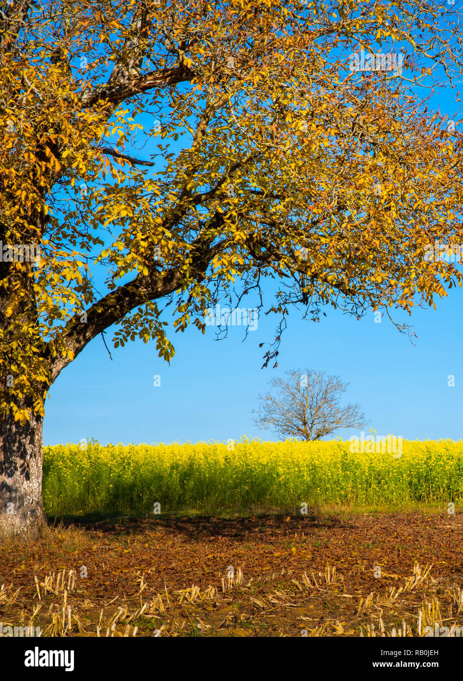 Autunno umore sulla Dinkelberg nel sud della Germania Foto Stock