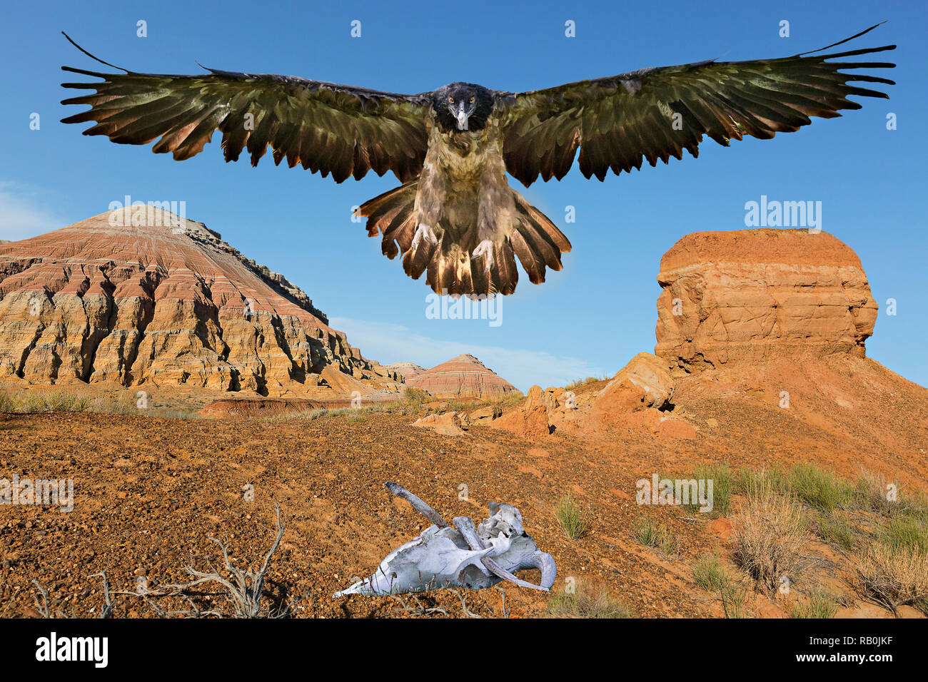 Vulture noto come gipeto volando sopra i resti di animali, montagne di Aktau, Kazakistan. Foto Stock