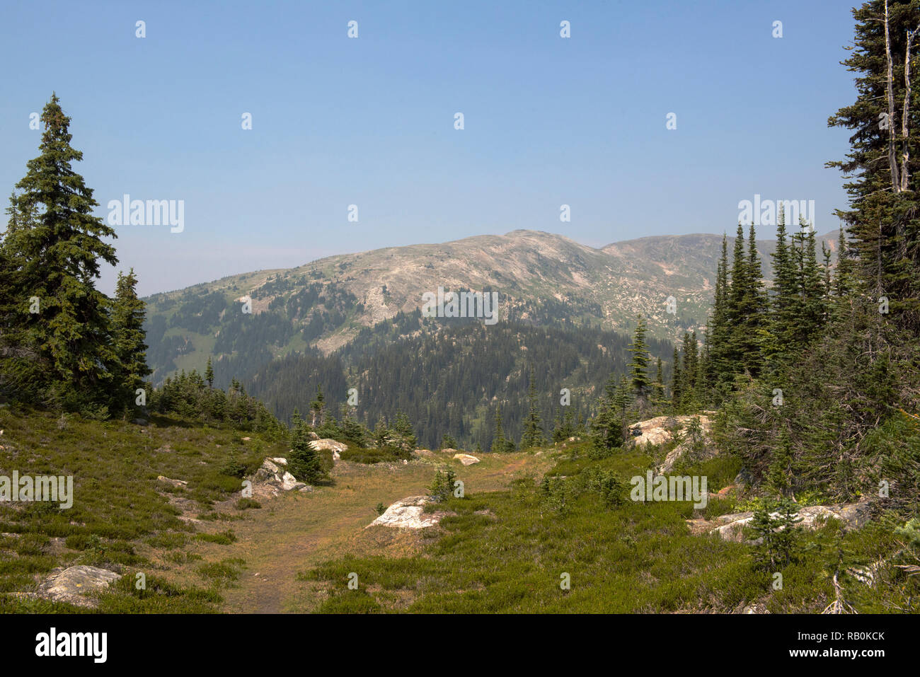 In estate i prati alpini in cima della montagna trofeo nel Grey Parco Provinciale, British Columbia, Canada Foto Stock