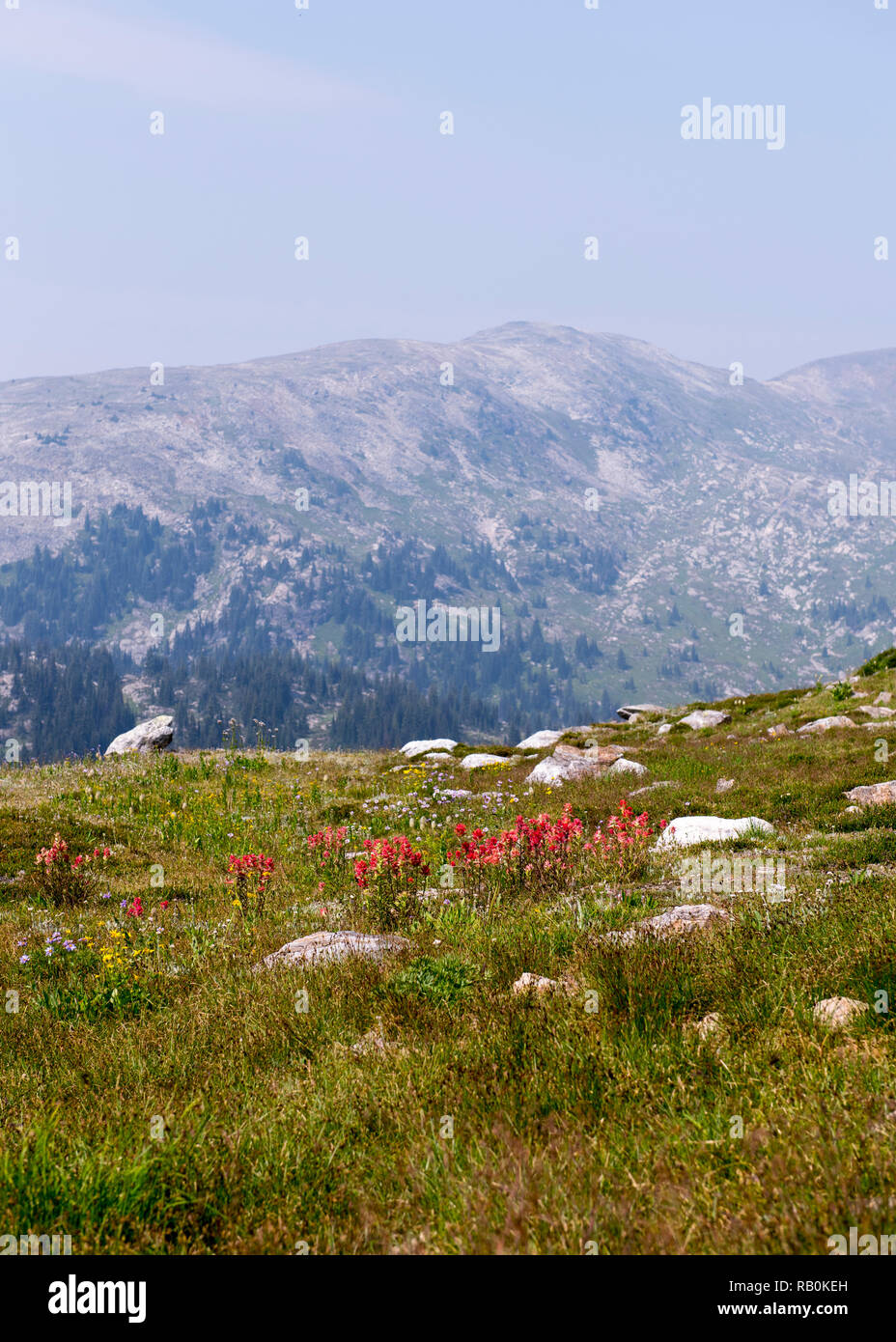 In estate i prati alpini in cima della montagna trofeo nel Grey Parco Provinciale, British Columbia, Canada Foto Stock