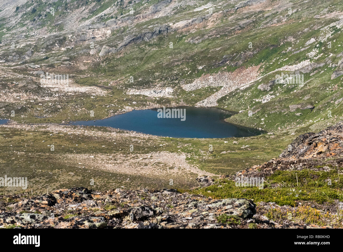 In estate i prati alpini in cima della montagna trofeo nel Grey Parco Provinciale, British Columbia, Canada Foto Stock