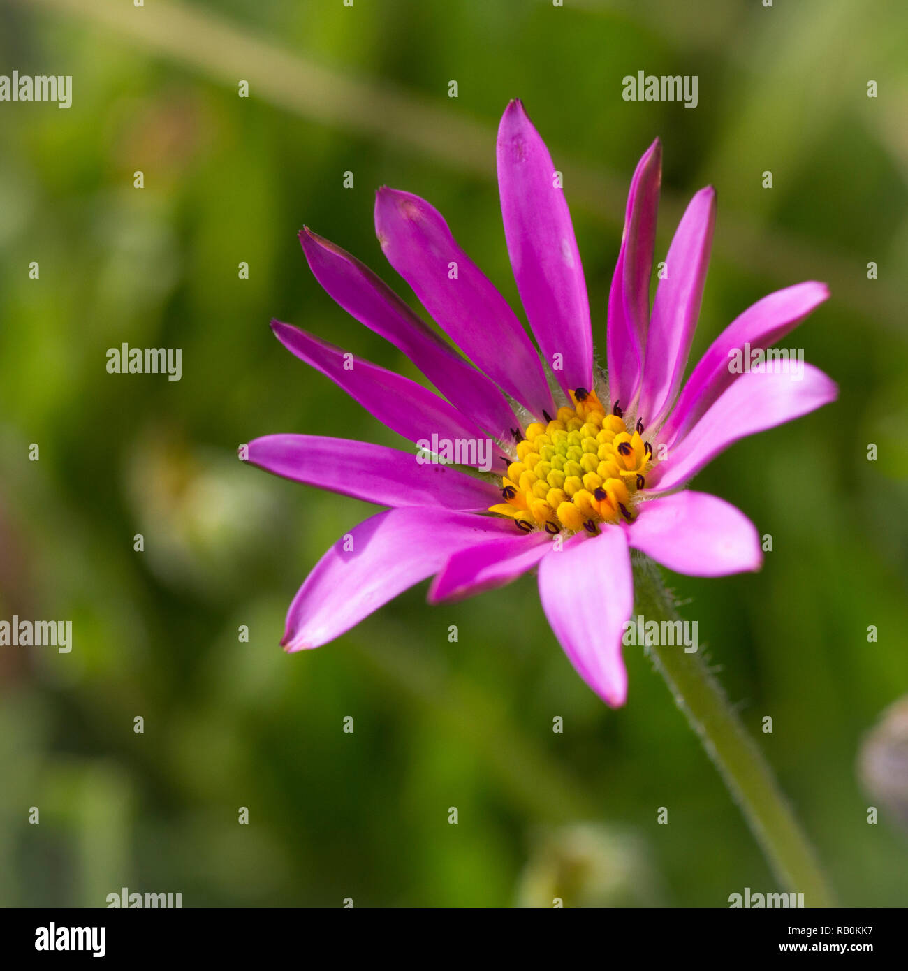 Chrysantheme in einem privaten Garten Foto Stock