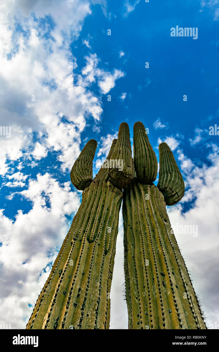 Cercare il cactus Saguaro Foto Stock